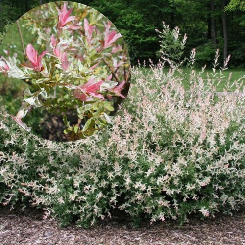 Salix integra 'Hakuro-Nishiki' - Terveservaline paju 'Hakuro-Nishiki' C1,5/1,5L